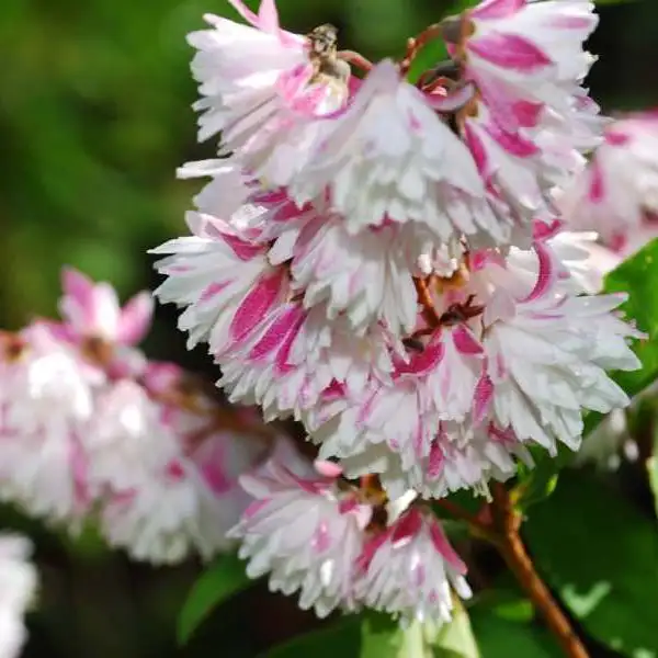 Дейция шершавая (Deutzia)'Plena'