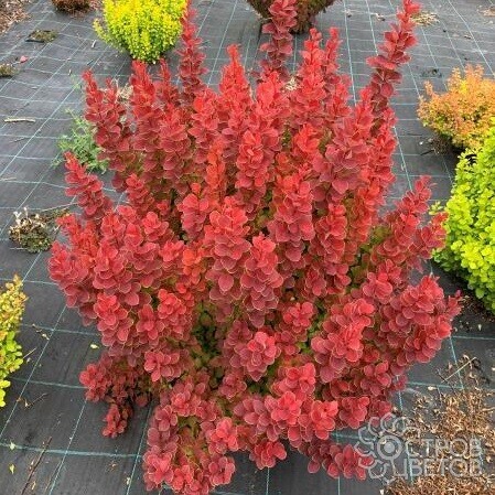 Барбарис Тунберга (Berberis thunbergii) “Neon”