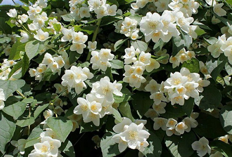Чубушник (Philadelphus) "Monstrosus"