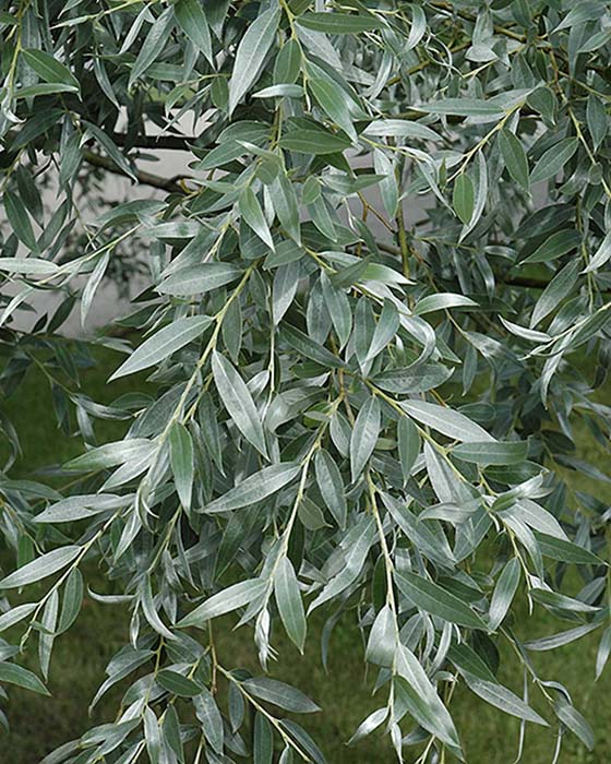 Ива (Salix) «Sieriebristaja»