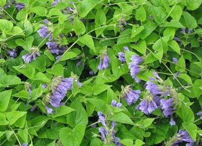 Михения крапиволистная (Meehania urticifolia)