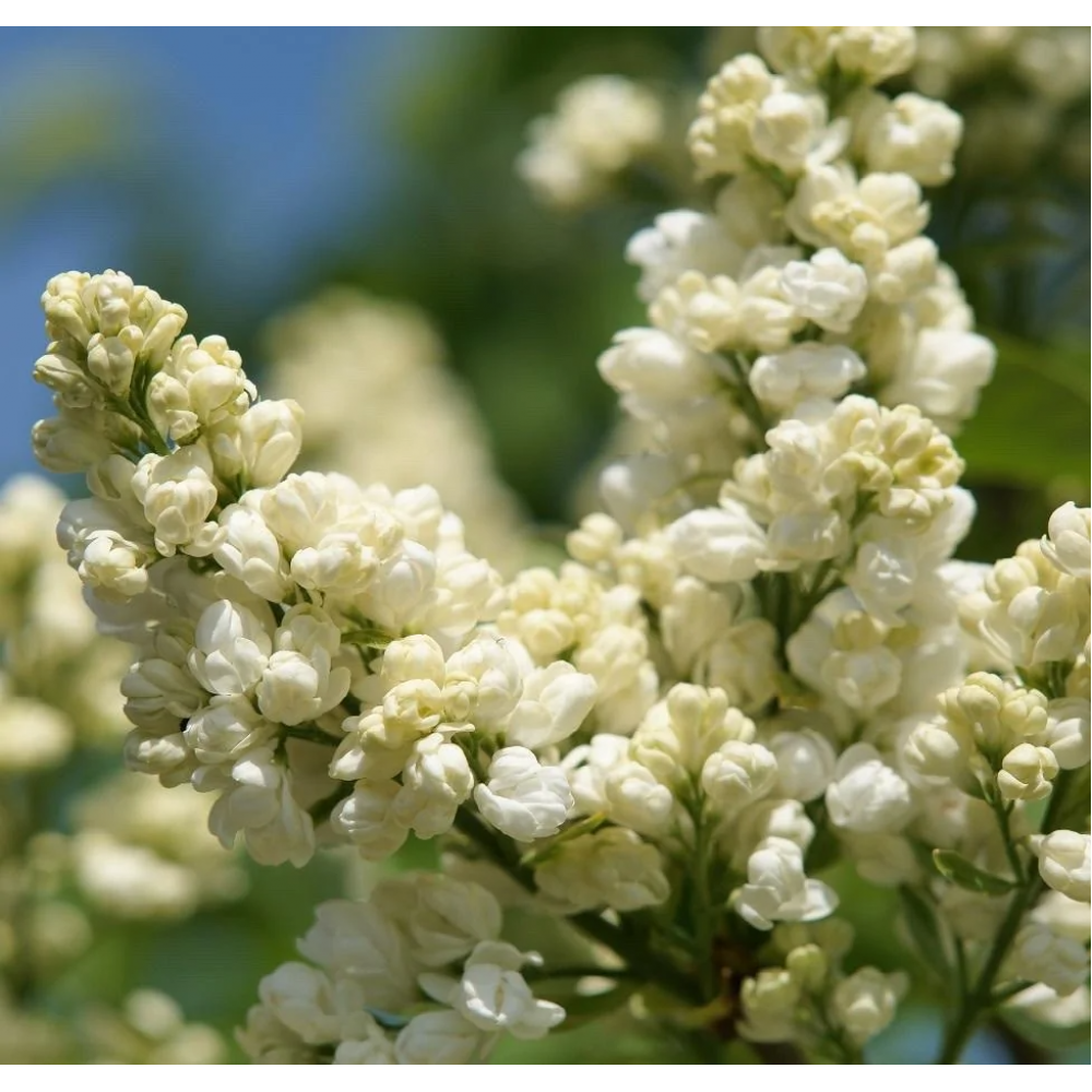Сирень обыкновенная (Syringa vulgaris) 'Лиега'