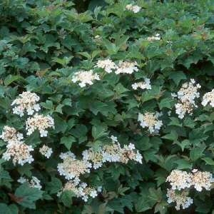 Калина обыкновенная (Viburnum opulus) "Nanum"