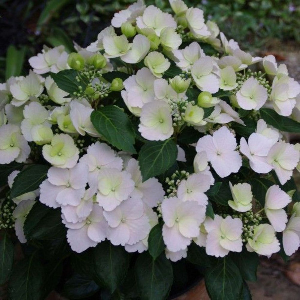 Гортензия крупнолистная (Hydrangea macrophylla) «Runaway Bride»(Сбежавшая невеста)