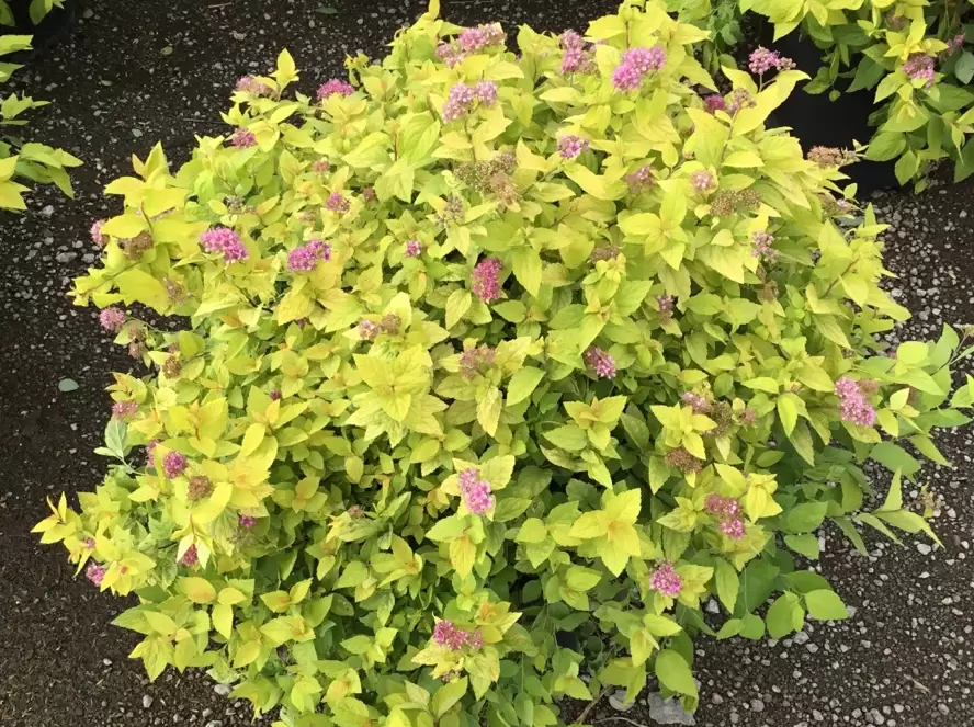 Спирея японская (Spiraea japonica) "Golden Carpet"