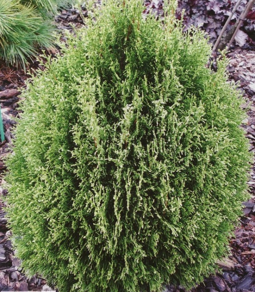 Туя западная (Thuja occidentalis)  “Smaragd Light”