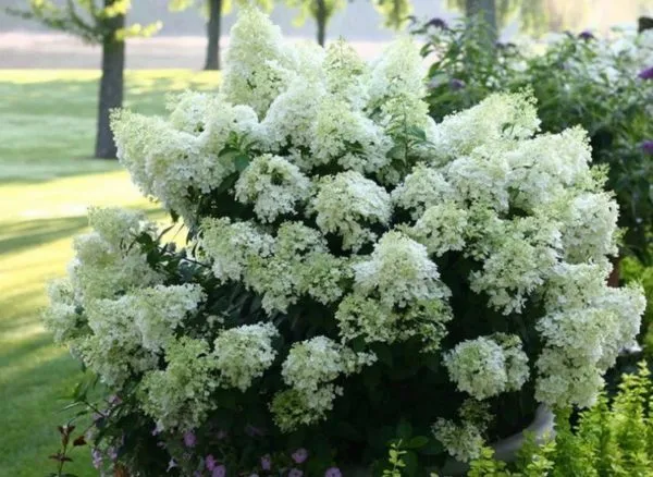 Гортензия метельчатая (Hydrangea paniculata) «Baby Lace»