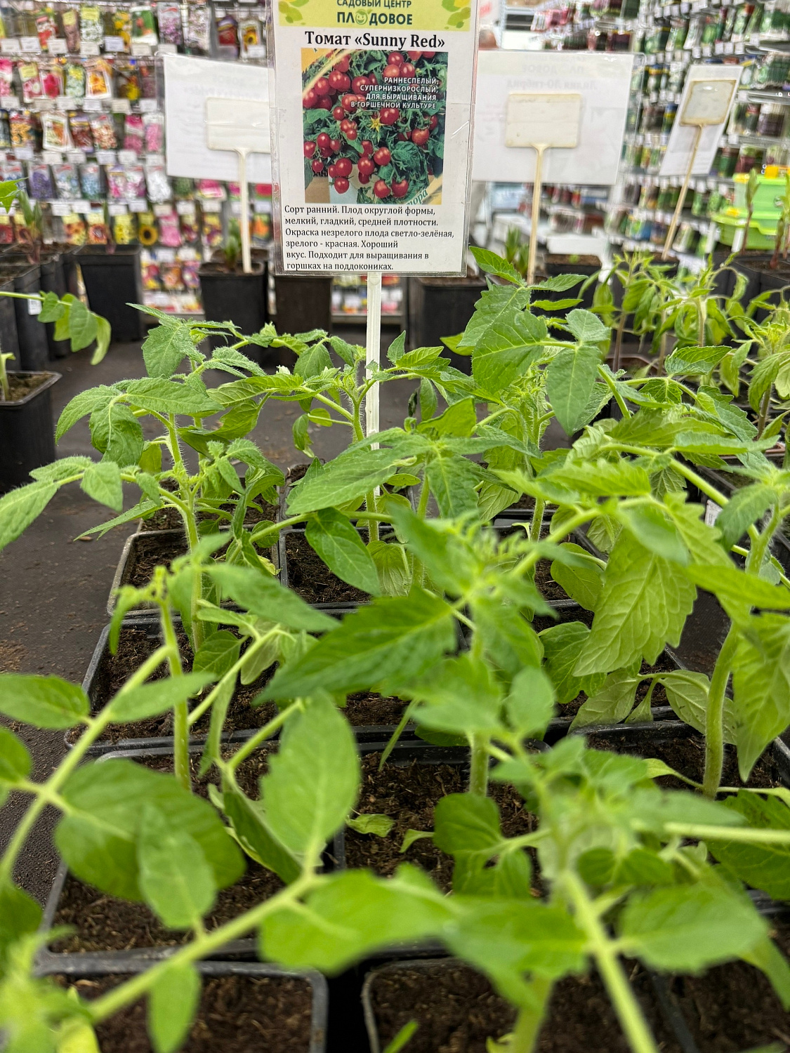 Рассада томатов  