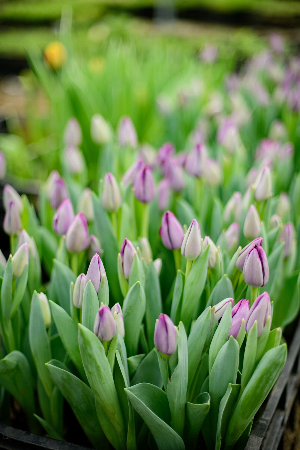 Прием заявок на тюльпаны к 8 марта!