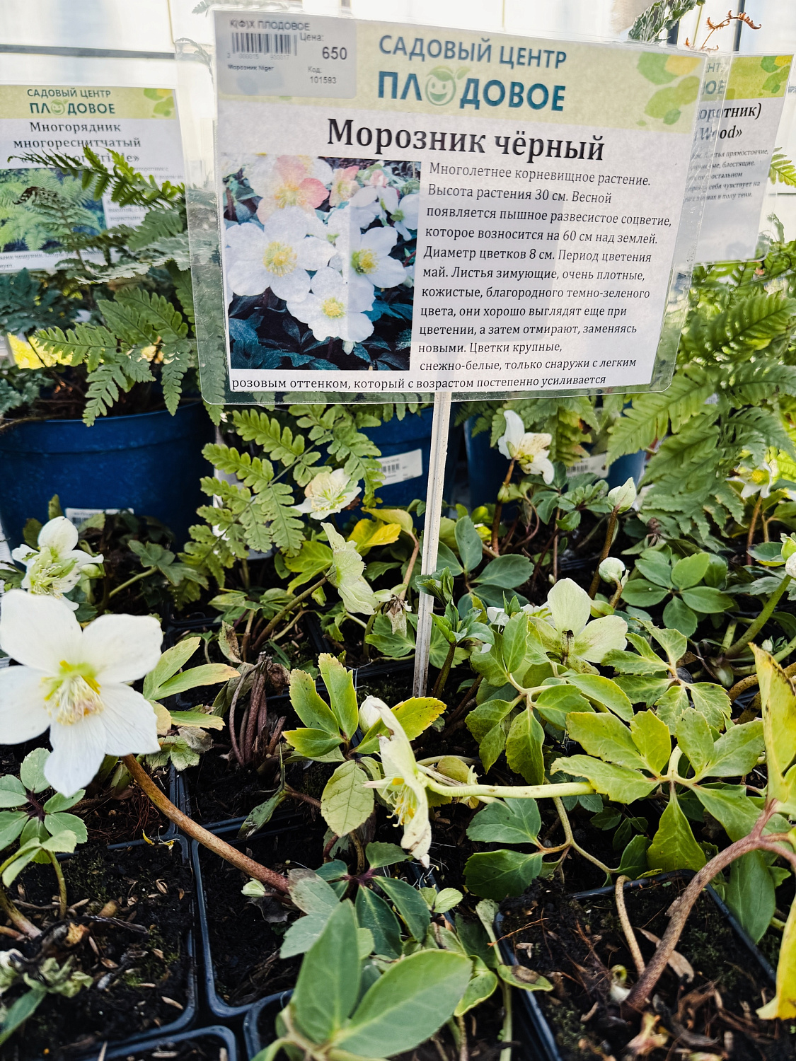 Пополнение многолетних цветов