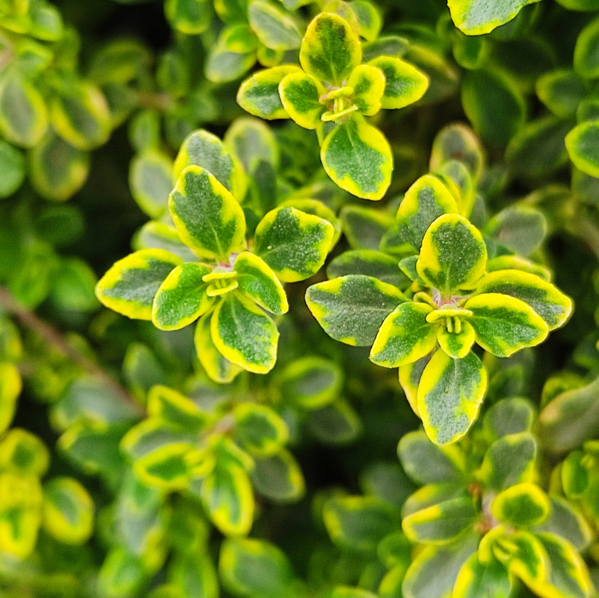 Тимьян лимоннопахнущий (Thymus citriodorus) «Doone Valley Aureo»