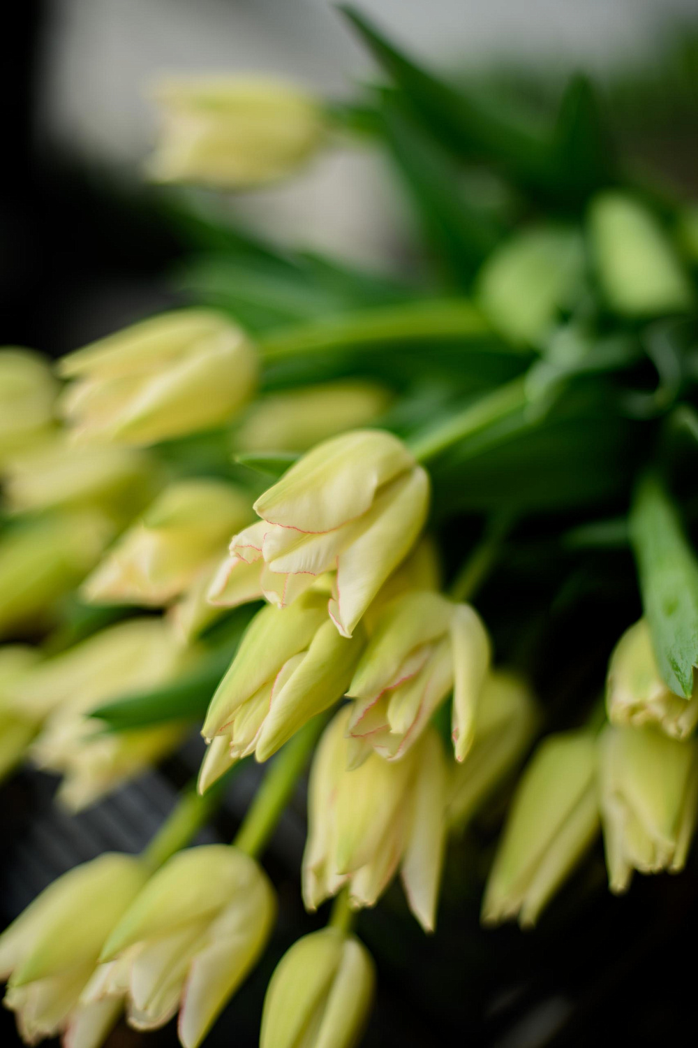 Прием заявок на тюльпаны к 8 марта!