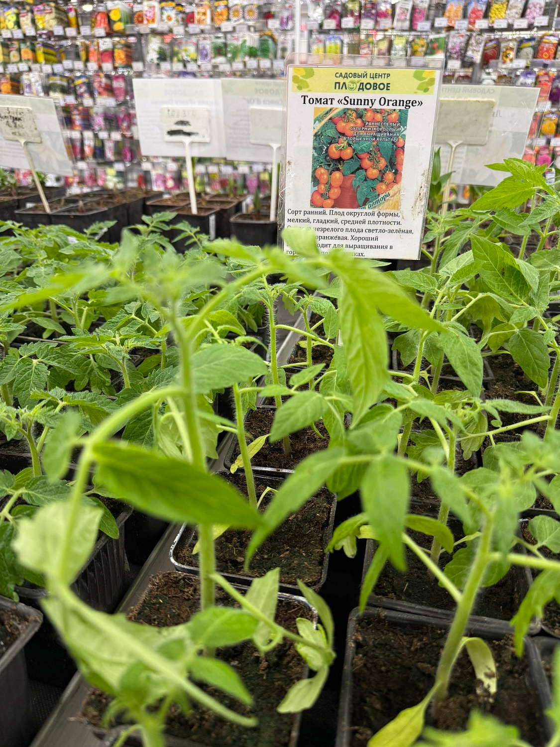 Рассада томатов  