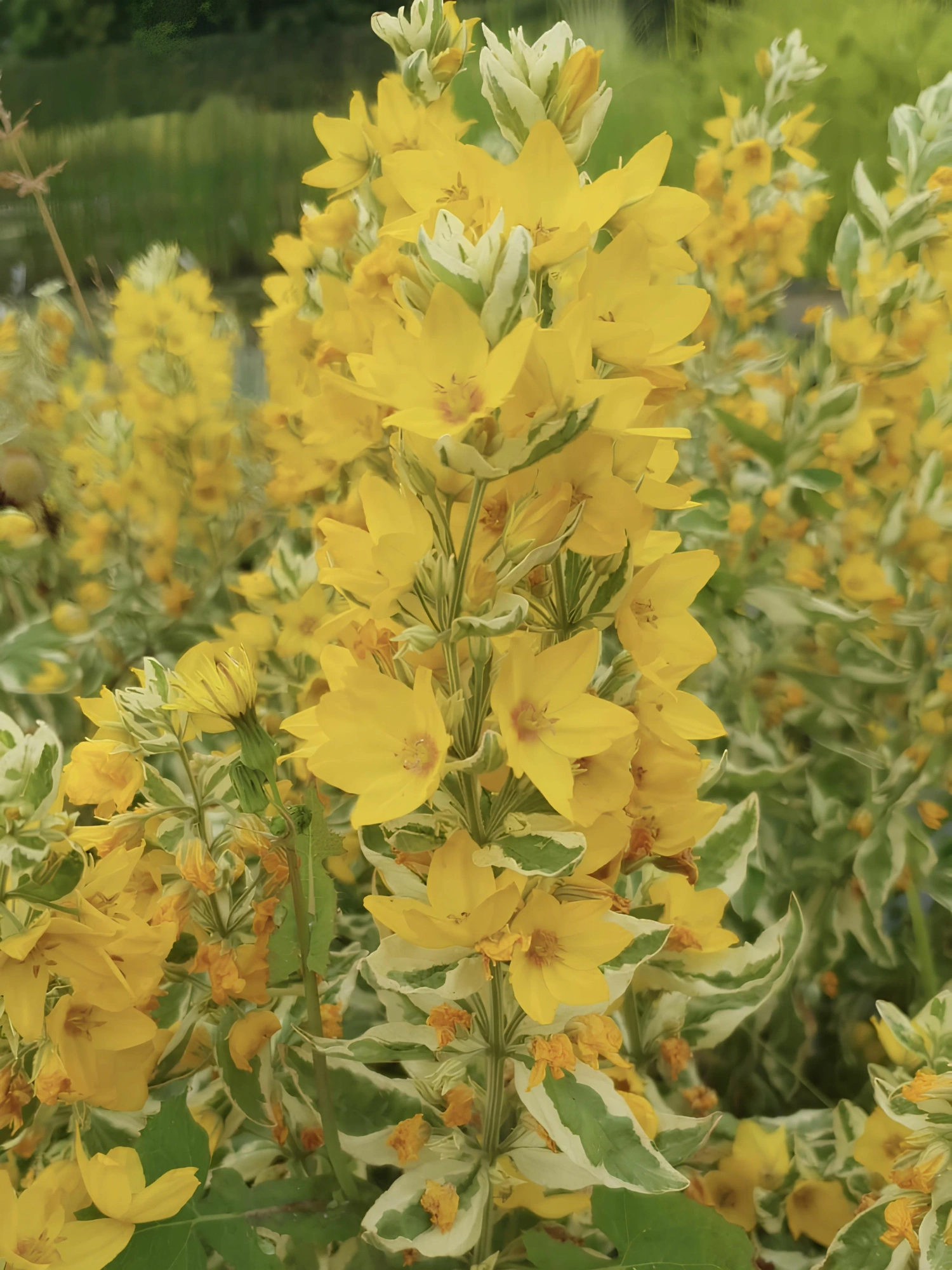 Вербейник точечный (Lysimachia punctata) “Aleksander”
