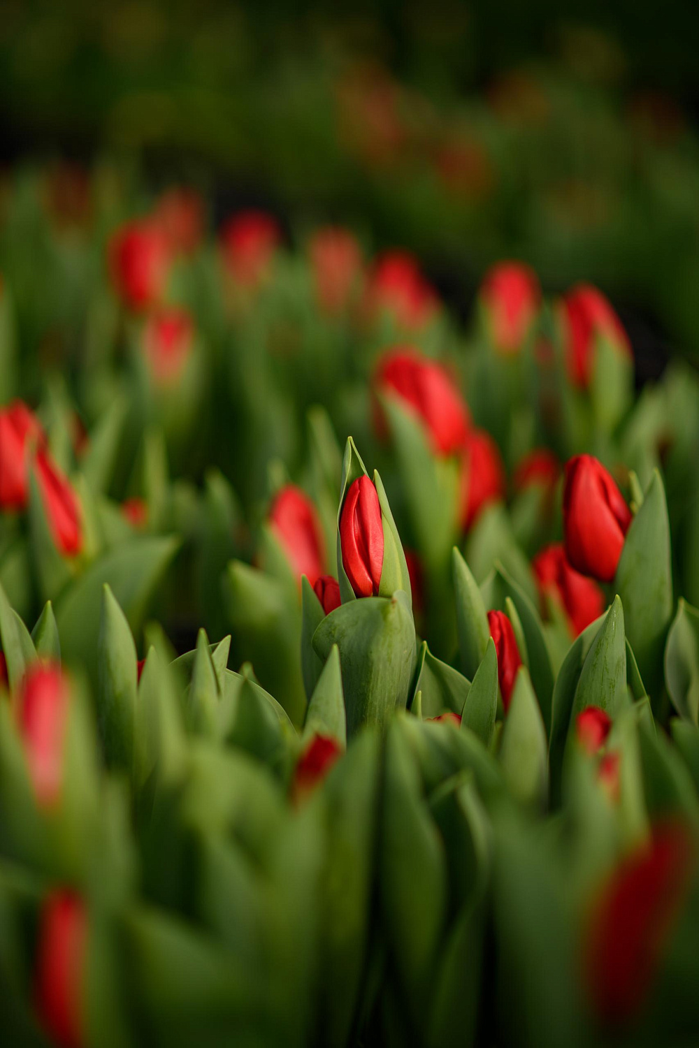 Прием заявок на тюльпаны к 8 марта!