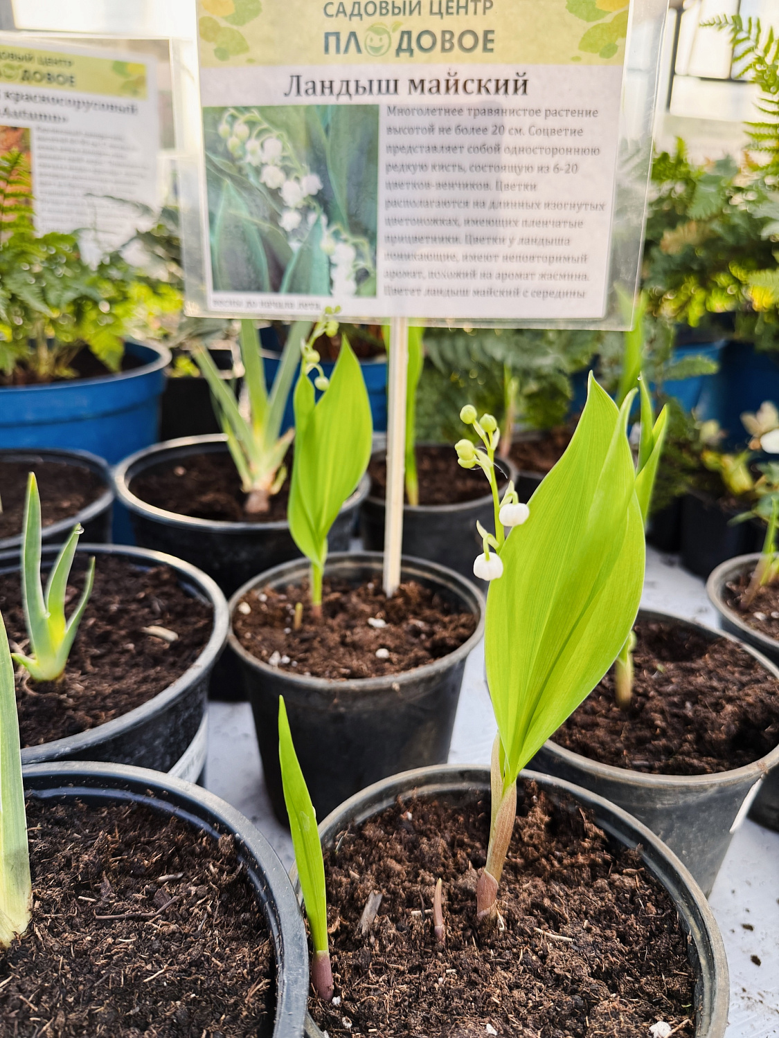 Пополнение многолетних цветов