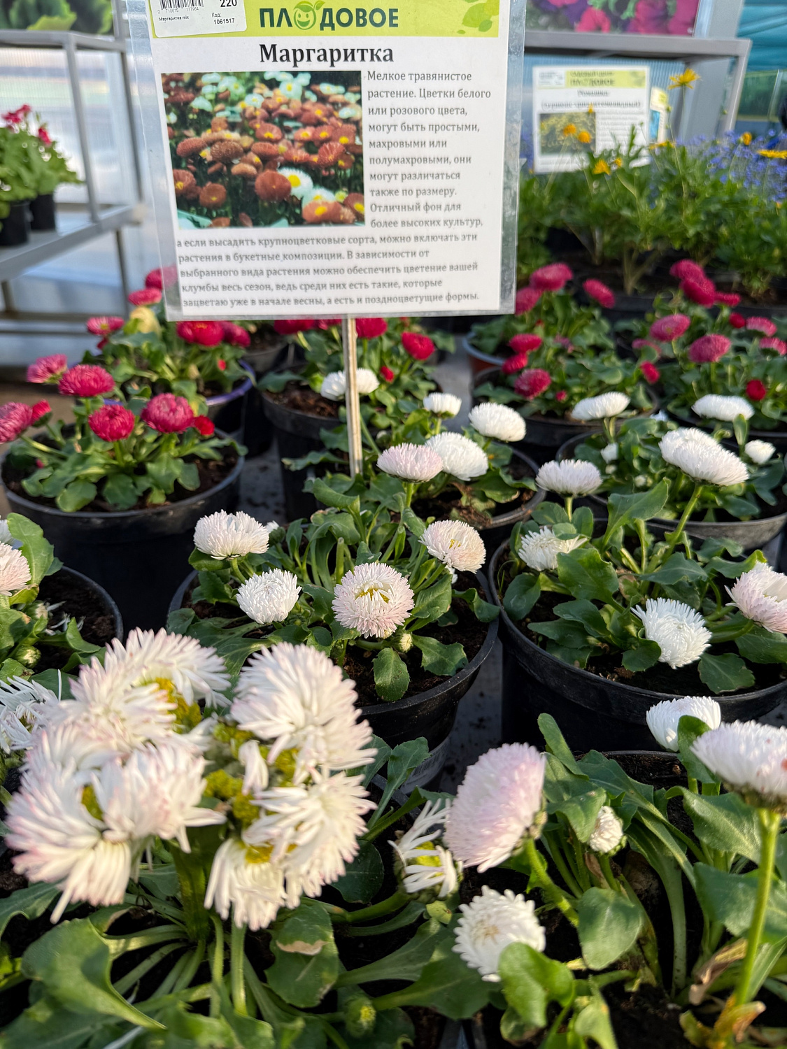 Пополнение многолетних цветов