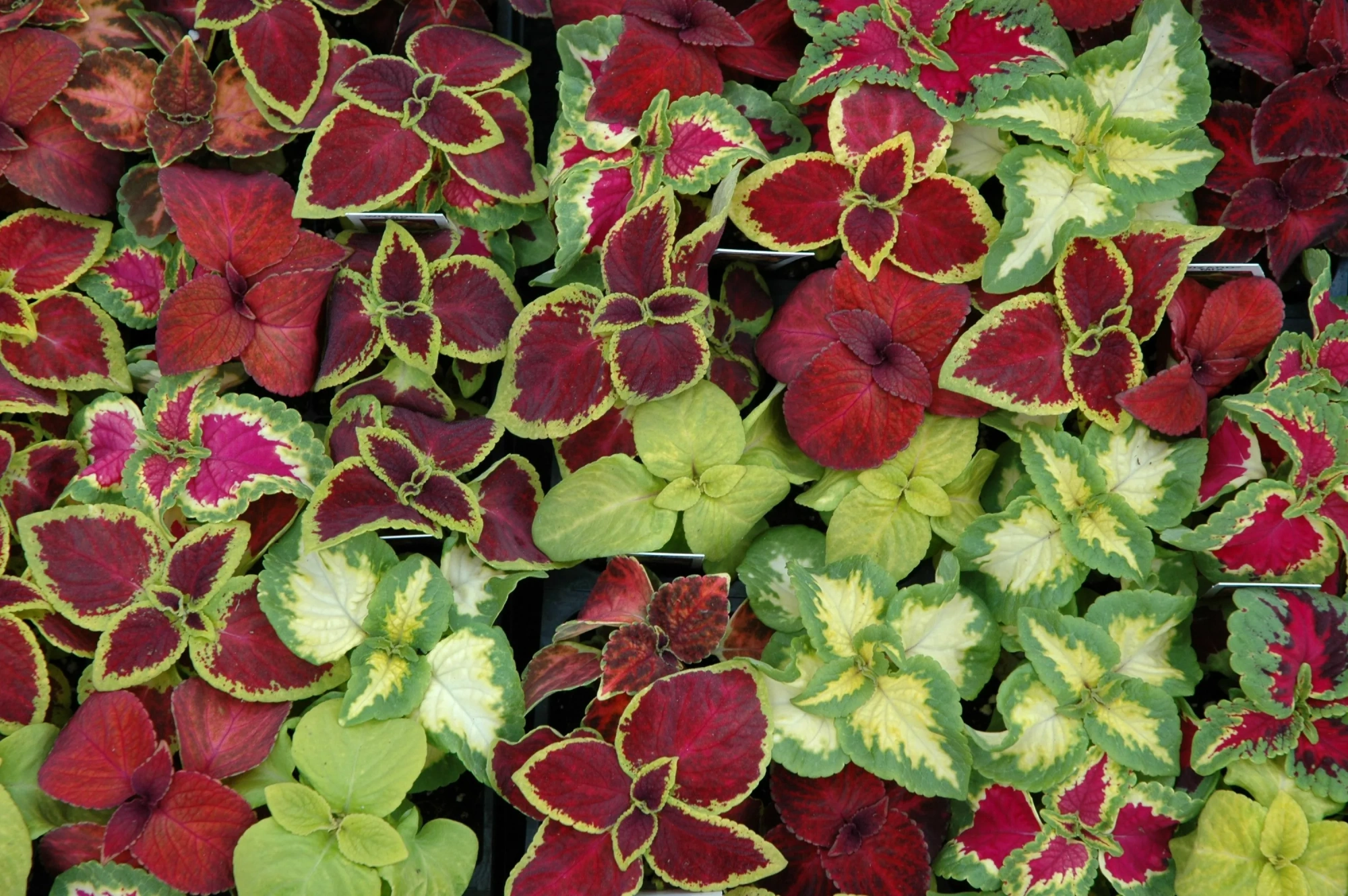 Колеус гибридный микс