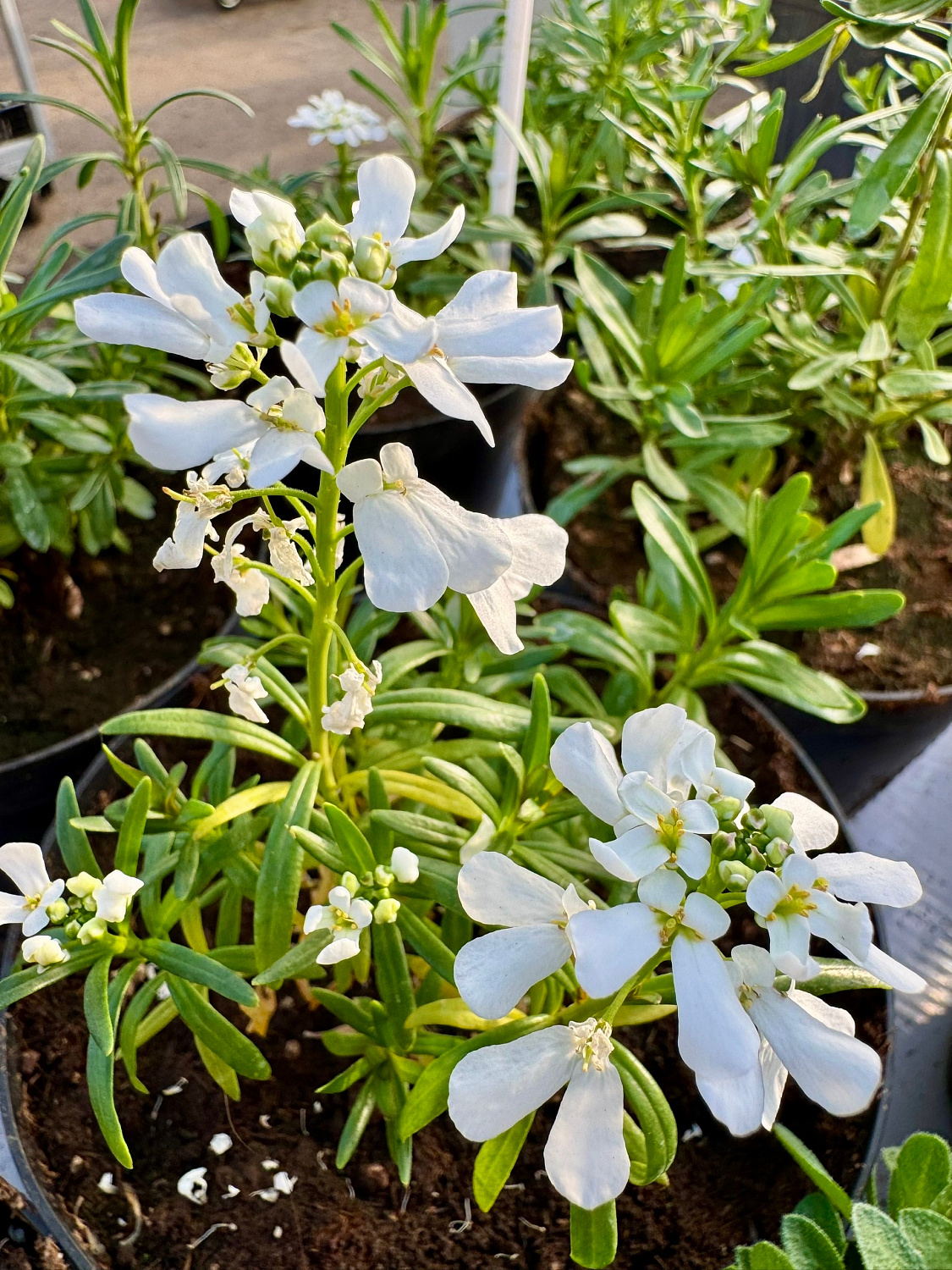 Пополнение многолетних цветов