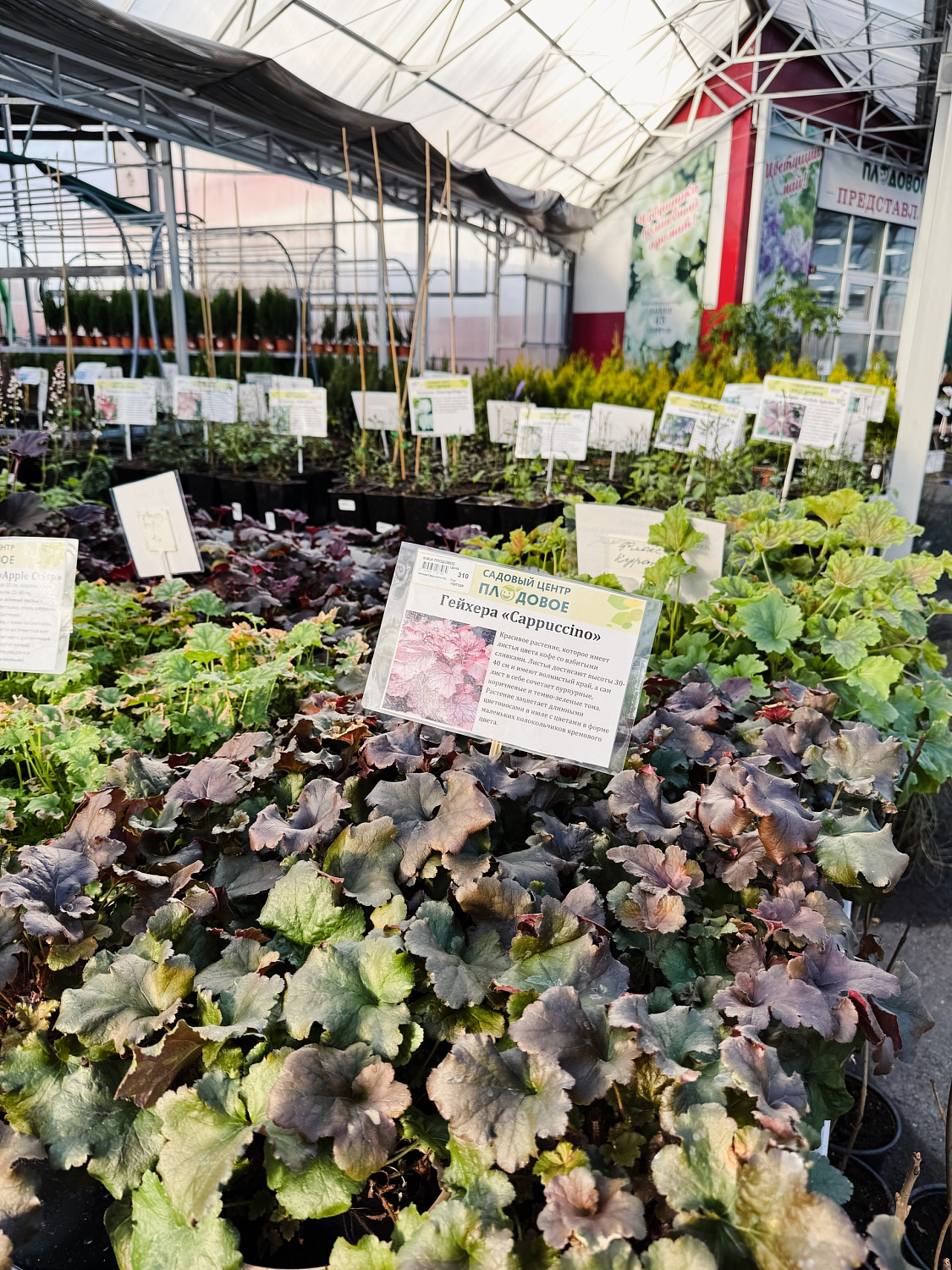 Пополнение многолетних цветов