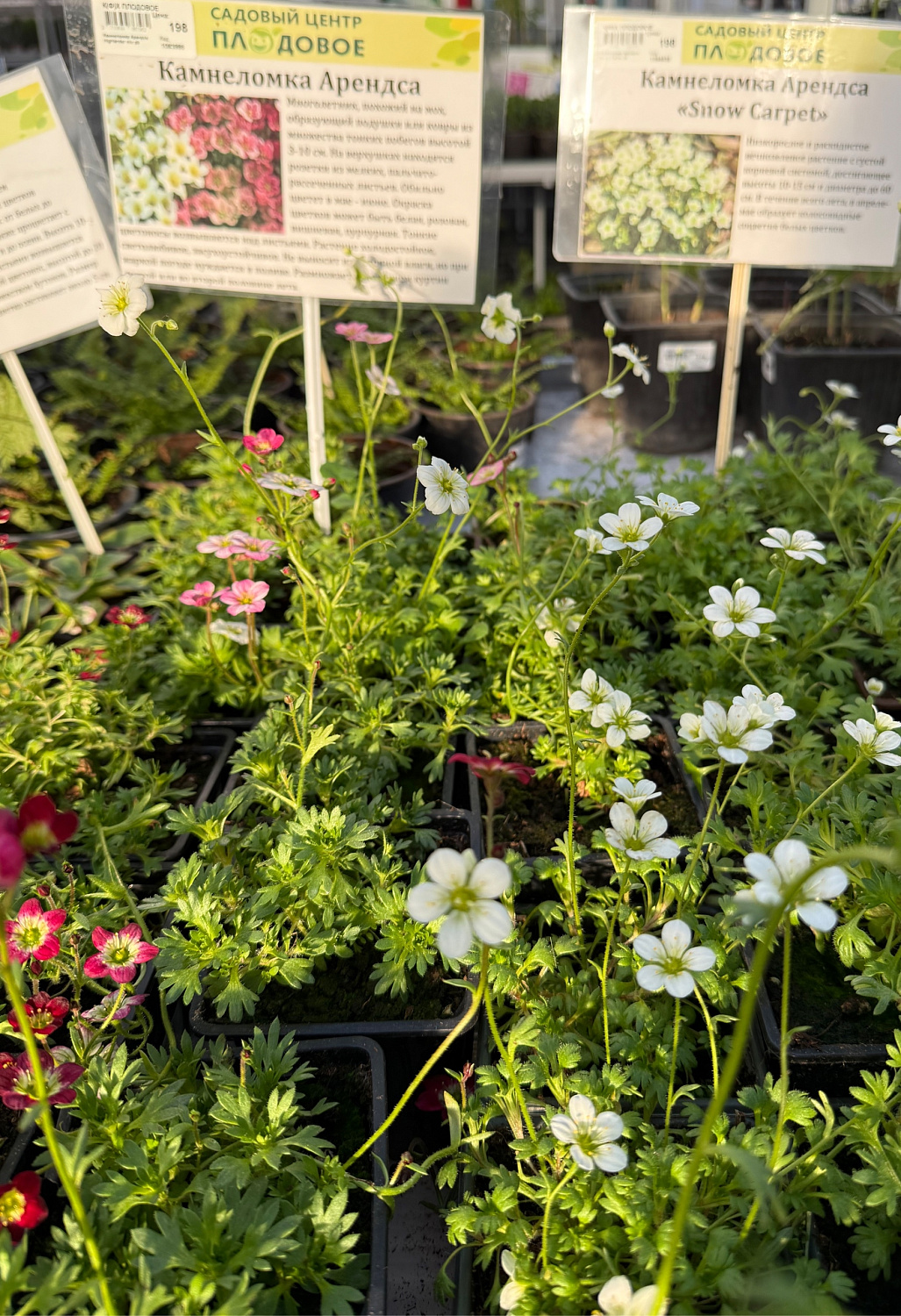 Пополнение многолетних цветов