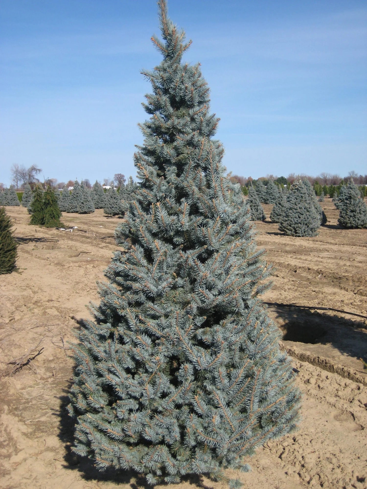 Ель колючая (Picea pungens) “Faxtoil”