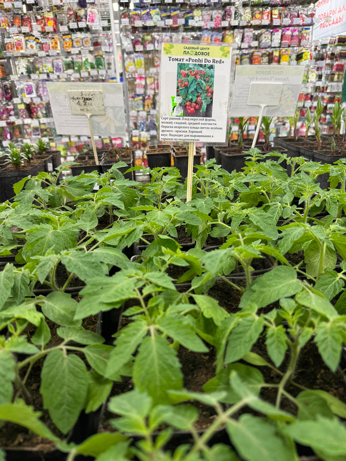 Рассада томатов  